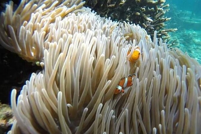 Bali Snorkeling Blue Lagoon with lunch &Optional waterfall Visit - Snorkeling at Tanjung Jepun and Blue Lagoon: What You’ll Actually Need