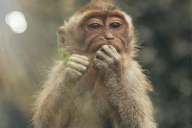 Bali Swing, Monkey Forest and Waterfall Private Tour - Price and logistics that matter in real life