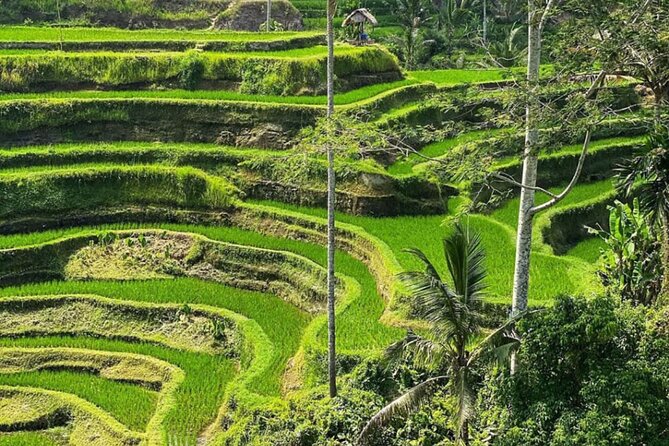 Bali Swing, Monkey Forest and Waterfall Private Tour - Tibumana Waterfall: a calmer cascade for your second swim