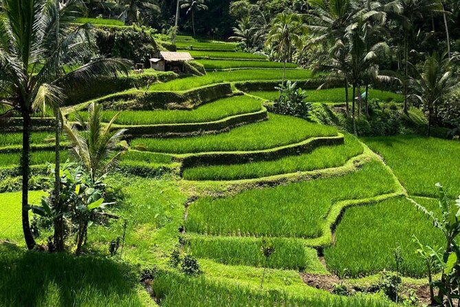 Bali Swing, Monkey Forest and Waterfall Private Tour - Your guide and driver can make or break the day