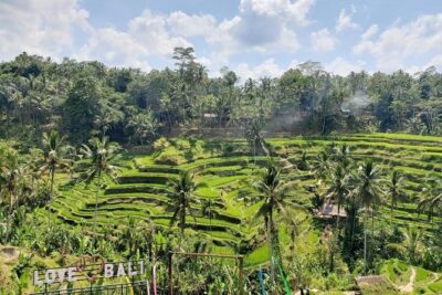 Bali Swing Ubud Private Day Tour - Sacred Monkey Forest Sanctuary: a walk through 12 hectares
