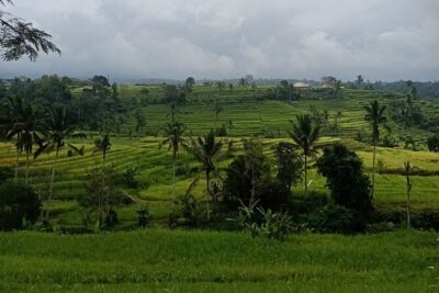 Bali Tanah Lot, Ulun Danu Beratan & Jatiluwih Rice Terrace - Getting started: pickup, AC car, and a guide who keeps the flow calm