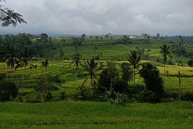 Bali Tanah Lot, Ulun Danu Beratan & Jatiluwih Rice Terrace - Getting started: pickup, AC car, and a guide who keeps the flow calm