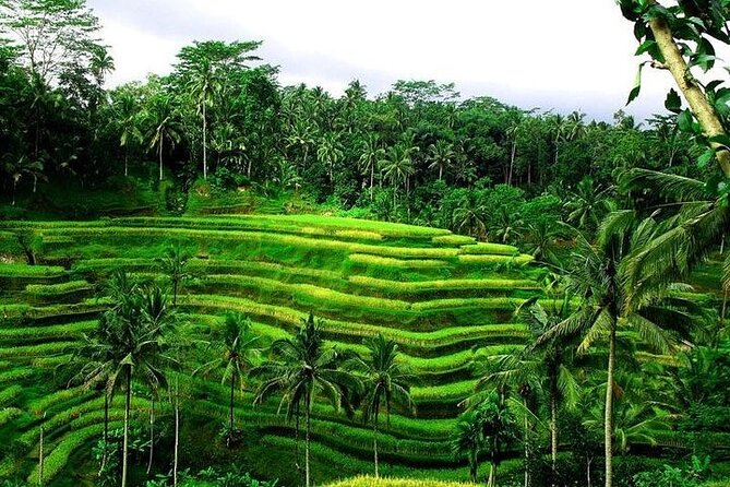 Bali Tirta Empul Tours Experience with Spiritual Cleansing - Who this tour is perfect for (and who should think twice)
