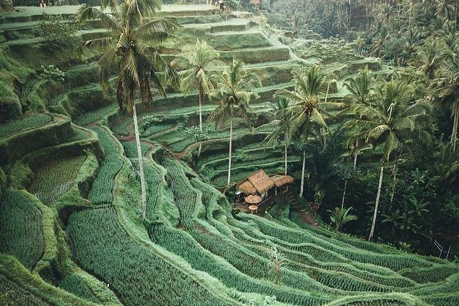 Bali Tour Customized With Local Guide - North Bali by Lake Beratan: Ulun Danu Bratan, Handara Gate, and Wanagiri Hills