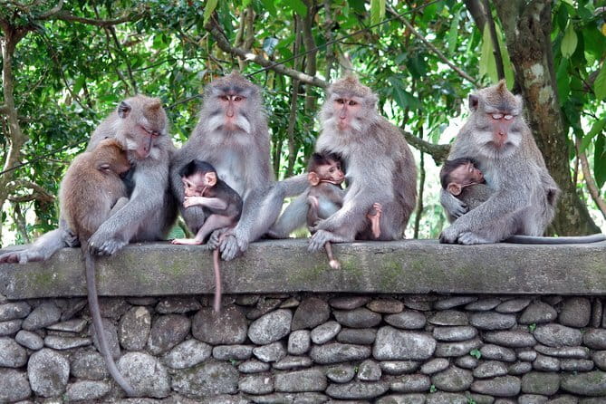 Bali Tour Driver - How the Route Works (and Why That Matters in Ubud)