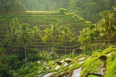 Bali Tribal Private Tour - Experience the best of Ubud, Bali - Why This Ubud Highlights Route Works So Well
