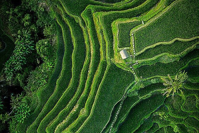 Bali: Ubud Highlights Tour with Private Guide and Transfers - Private Guide Value: How Flexibility Changes the Whole Experience