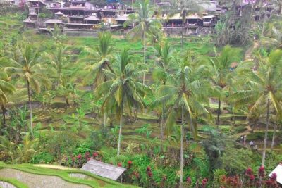 Bali Ubud & Kintamani Volcano Tour -All Inclusive - Getting picked up at 9:00 and staying on schedule