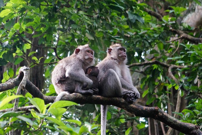 Bali Ubud & Kintamani Volcano Tour -All Inclusive - Uma Pakel Agro Tourism: coffee and fruit plantations on the way up