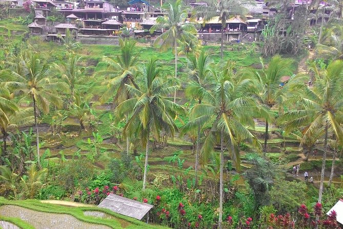 Bali Ubud & Kintamani Volcano Tour -All Inclusive - Getting picked up at 9:00 and staying on schedule