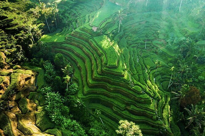 Bali: Ubud (Temple, Spring, Rice Terraces, & Waterfall) - Key highlights worth planning for