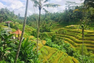 Bali Ubud Tour - Stop 1: Sacred Monkey Forest Sanctuary and the nutmeg-forest walk