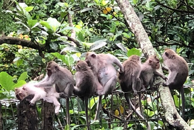 Bali Ubud Tour - Stop 5: Tegenungan Waterfall for forest views and a swim option
