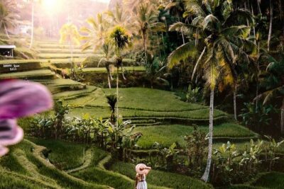 Bali Ubud Tour: Monkey Forest, Waterfall & Rice Terrace - Sacred Monkey Forest Sanctuary: shaded paths and real wildlife energy