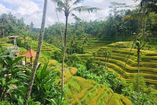Bali Ubud Tour - Stop 1: Sacred Monkey Forest Sanctuary and the nutmeg-forest walk