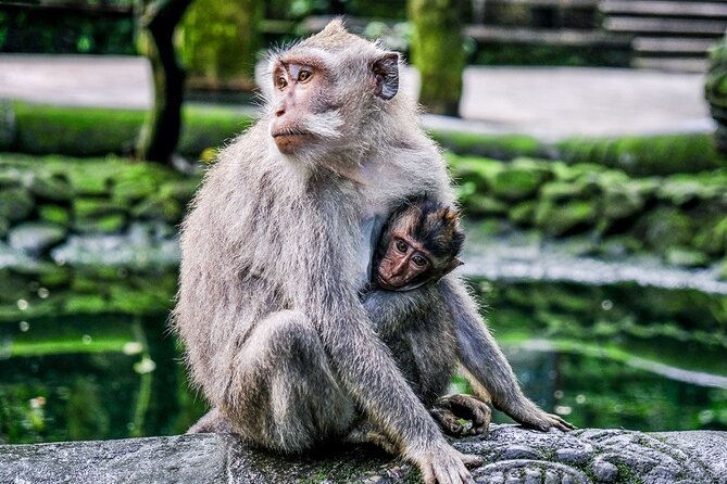 Balinase Cooking Class and Private Ubud Day Tour - A private Ubud day that saves you from logistics chaos