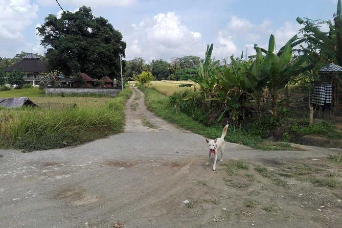 Balinese Cooking Class at Organic Farm - Key Things You’ll Notice Right Away