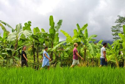 Balinese Vegan Cooking Class with Fresh Harvesting & Garden Tour - Harvesting your vegan ingredients: garden tour first