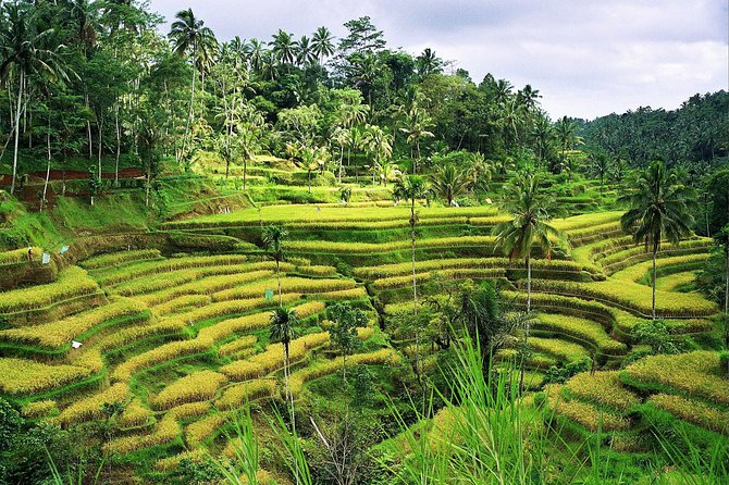 Beauty Of West Bali Tour (Private and All Inclusive) - Stop 2: Taman Ayun Temple (Pura Taman Ayun), a water-temple vibe