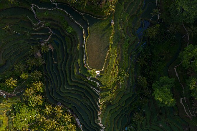 Best Day Tour - #1 Ubud Top Attraction - Key Highlights You’ll Actually Feel