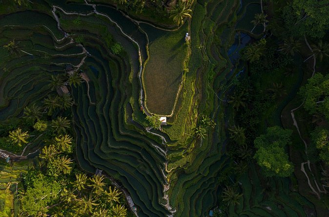 Best Day Tour - #1 Ubud Top Attraction - Tegenungan Waterfall: Green Views and a Choice of How Close to Go