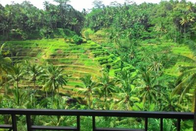 Best of Bali : Ubud, Rice terrace, Tanah lot temple with Lunch - Getting Around: Air-Conditioned Vehicle and a Driver-Guide You Can Rely On