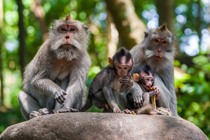 Best of Ubud 1-Day Private Tour - Sacred Monkey Forest Sanctuary: Fun, Fast-Moving, and Real-World Safety