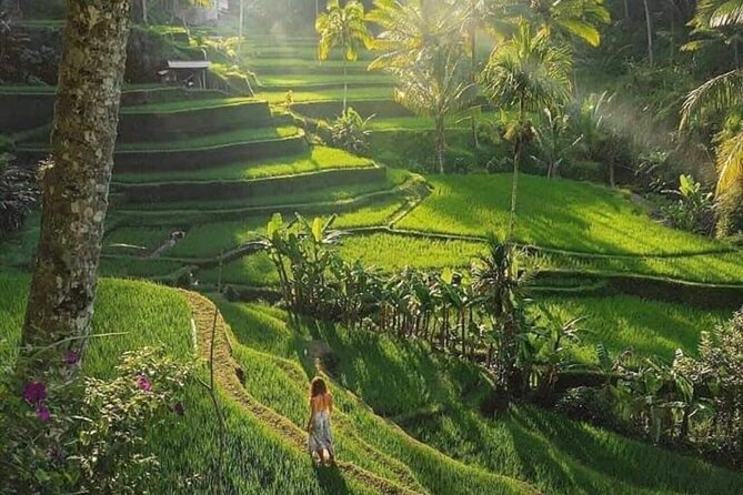 Best of Ubud: All-Inclusive Private Tour with Local Guide - Stop 2: Tegalalang Rice Terrace for panoramic walking and classic Bali views