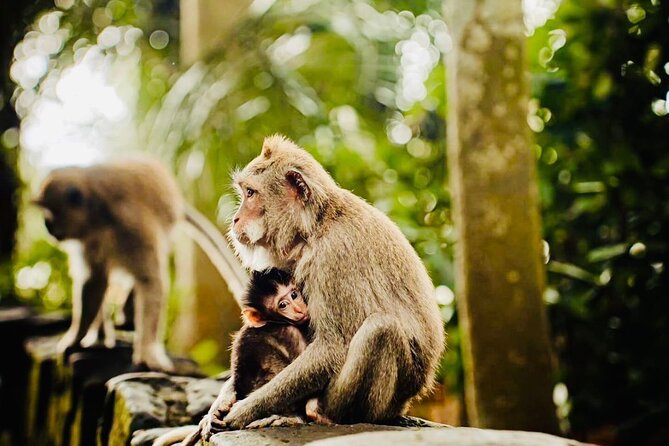 Best of Ubud: All-Inclusive Private Tour with Local Guide - Stop 4: Kanto Lampo Waterfall with stone steps and real nature time