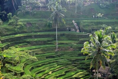 Best Of Ubud Private Day Tour With Local Guide - Why this Ubud private day tour fits first-timers (and culture lovers)