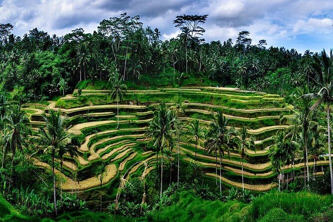 Best Of Ubud Private Day Tour With Local Guide - Stop 3: Sacred Monkey Forest Sanctuary and its plant-filled calm