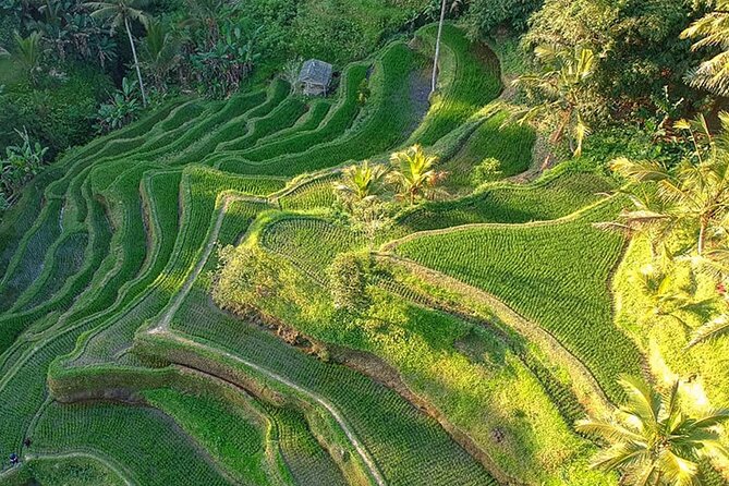 Best of Ubud: Rice Terrace, Temple and Waterfall Private Tour - Ubud’s “more than one temple” vibe: holy water and an old meditation cave