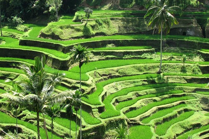 Best Of Ubud Tours - Key highlights at a glance