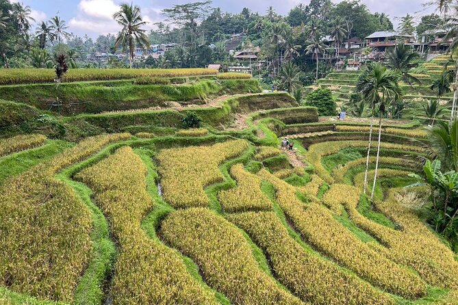 Best of Ubud - Ubud Tour Popular - All Inclusive - Who should book this 10-hour private tour