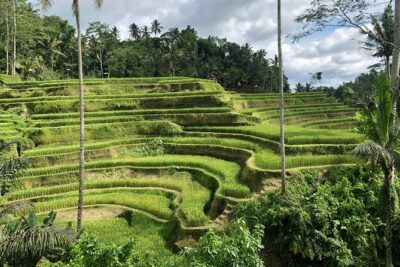 Best of Ubud Village Private Tour with Jungle Swing All Inclusive - Tegenungan Waterfall Viewpoint: Scenic, But Less Work