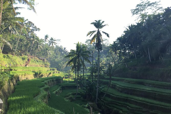 Best of Ubud Waterfalls, Tegalalang Rice Terrace and Swing Tour - Price and Logistics: Is $29 Good Value for This Ubud Day?