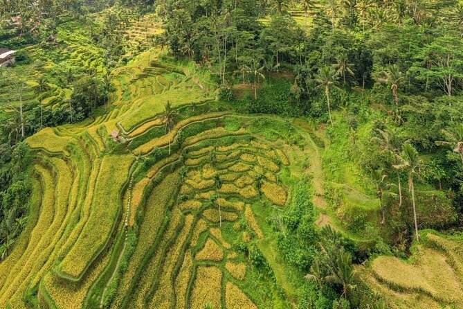 Best of Ubud: Waterfalls, Temple & Rice Terraces Private Day Tour - Tegalalang Rice Terraces: UNESCO views and photo time