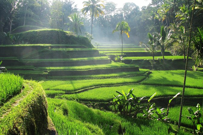 Best of Ubud: Waterfalls, Temple & Rice Terraces Private Day Tour - Transport and timing: long day, comfortable ride, smart stops