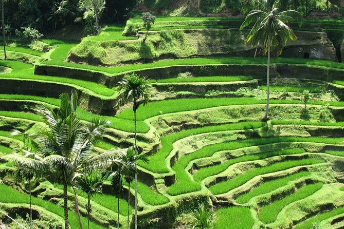 Best of Ubud with Jungle Swing Experience - A Ubud day that doesn’t waste your energy