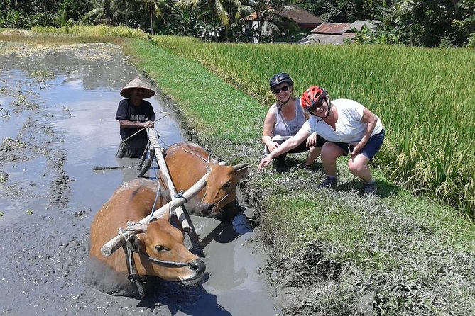 Bike ride in the rice fields, Bali countryside - How Difficult Is It Really? Flat and Downhill Makes a Big Difference