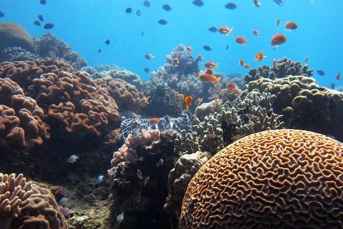 Bloo Lagoon Snorkeling East Bali Includes Transportation & Lunch - Drivers make or break long days: the service pattern here