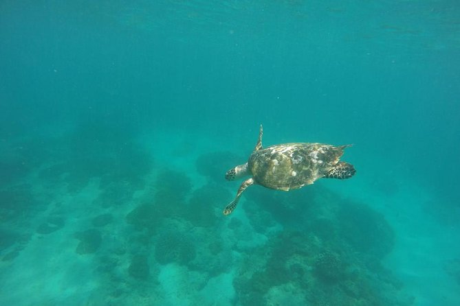Blue Lagoon & Tanjung Jepun Snorkeling Private Tour - Tanjung Jepun snorkeling: the second stop payoff