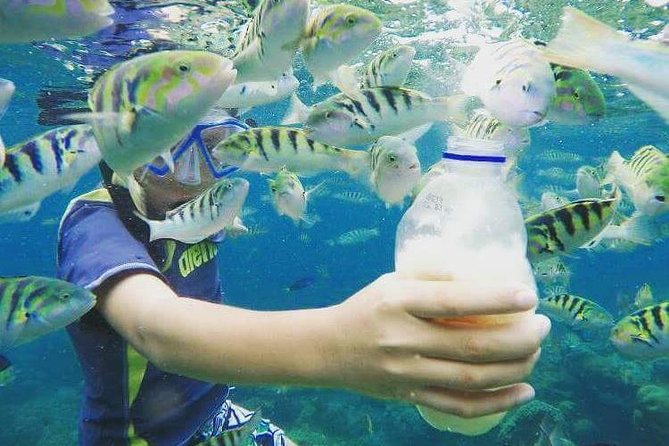 Blue Lagoon & Tanjung Jepun Snorkeling Private Tour - Price and private value: is $50 per person a smart deal?