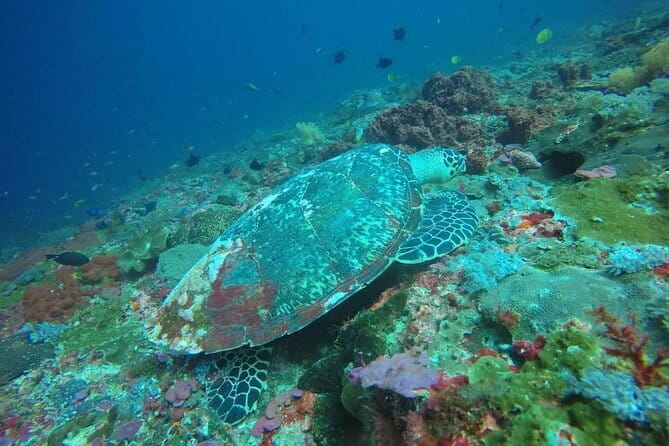 Buggy Bali UTV Adventure in Ubud with optional Hotel Transfer - Guided Snorkeling Around Nusa Lembongan: What You Should Expect to See