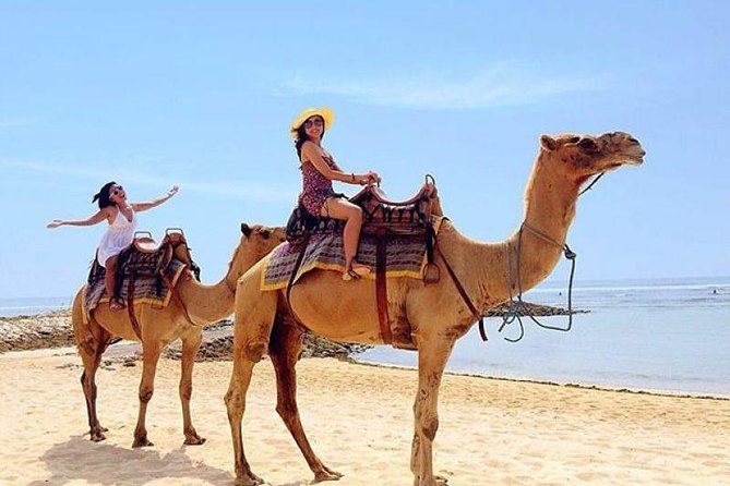 Camel Safari 30 minutes In White Sand Beach - Price and value: Is $85 per person worth it