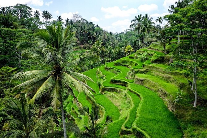 Central Bali Tour: Ubud Village, Kintamani Volcano, and Waterfall - Private transport and the “who’s driving” factor for $70