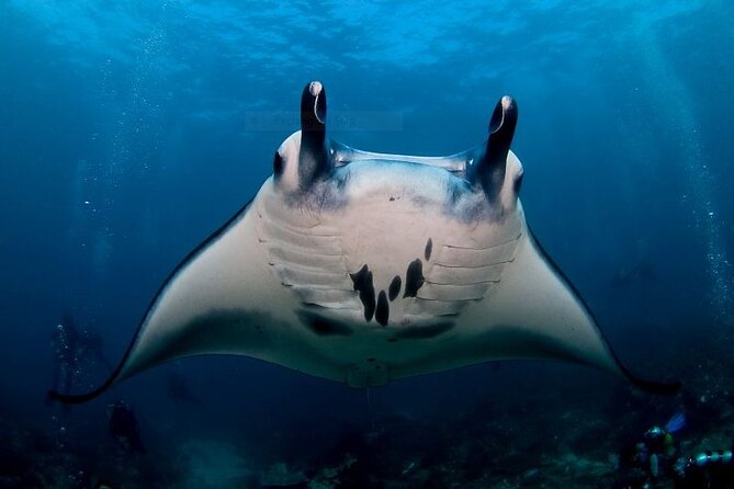 Certified Scuba Dive with Manta Rays (Open Water Diver minimum) - Key highlights worth planning around