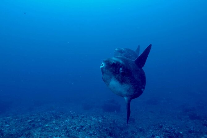 Certified Scuba Dive with Manta Rays (Open Water Diver minimum) - A practical morning plan: 8:30 meet to ~2:00 back