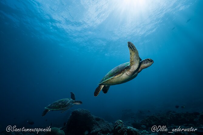 Certified Scuba Dive with Manta Rays (Open Water Diver minimum) - Boat comfort, lunch, and hydration that actually matters